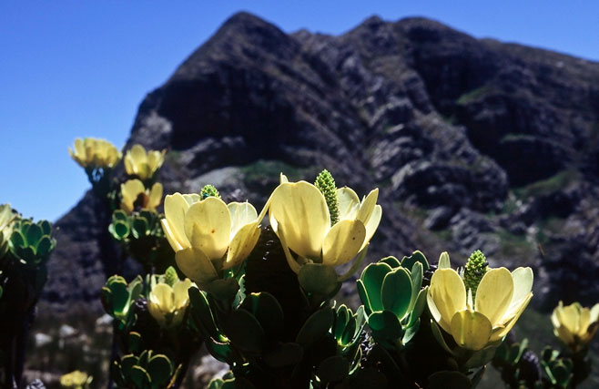 Leucadendron immoderatum