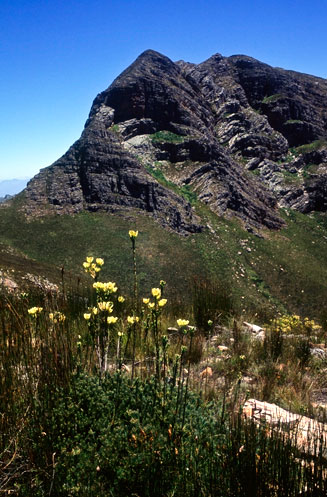 Leucadendron immoderatum