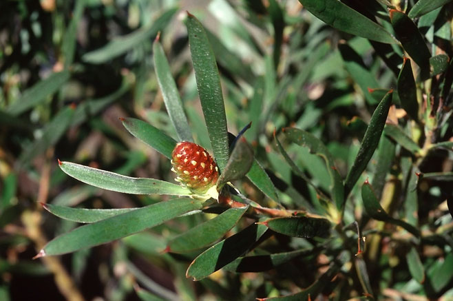 Leucadendron macowanii