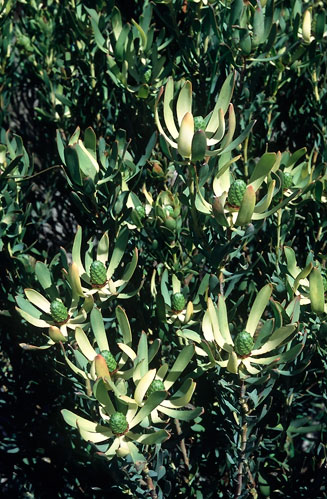 Leucadendron foedum
