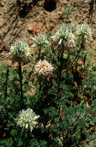Serruria scoparia