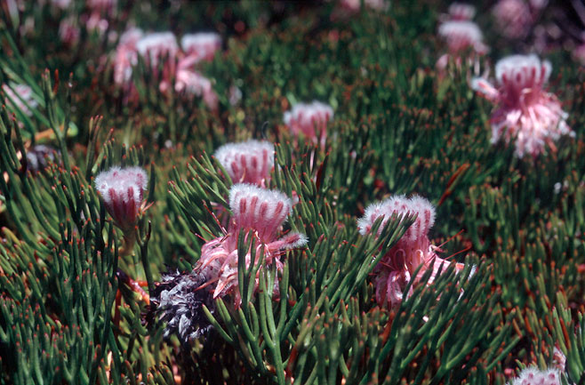 Serruria stellata (Star spiderhead)