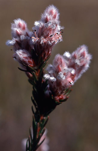 Spatalla caudata (Woolly-hair spoon)