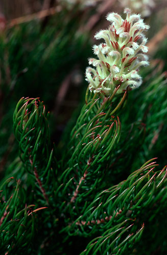 Spatalla thyrsiflora (Swan-neck spoon)