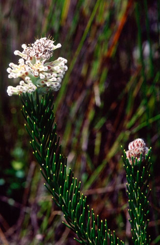 Sorocephalus palustris (Mat clusterhead)