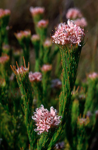 Sorocephalus scabridus (Tulbagh clusterhead)