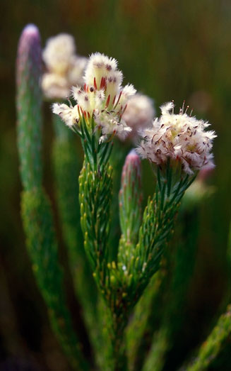 Sorocephalus tenuifolius (Diminutive clusterhead)
