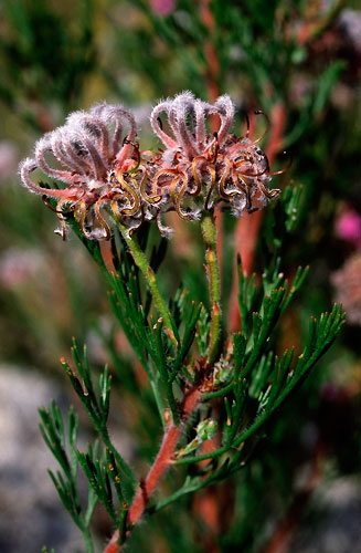 Serruria balanocephala (Acorn spiderhead)