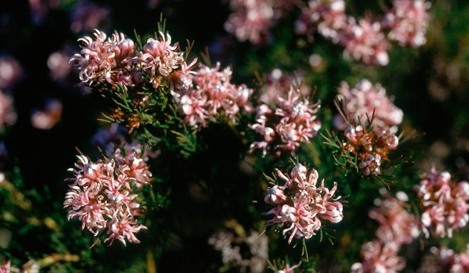 Serruria bolusii