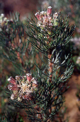 Serruria candicans (Shiny spiderhead)