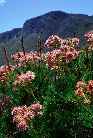 Serruria elongata (Long-stalk spiderhead)