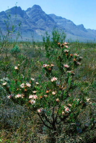 Protea mucronifolia (Dagger-leaf sugarbush)