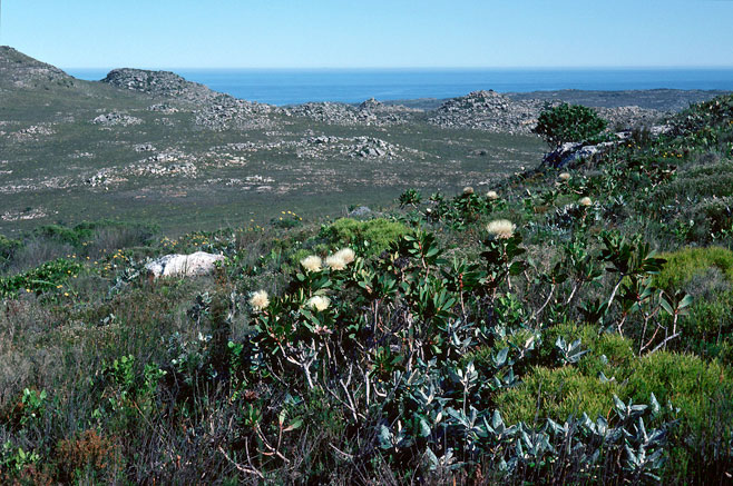 Protea nitida (Wagon tree)