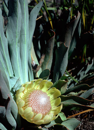 Protea laevis (Smooth-leaf sugarbush)