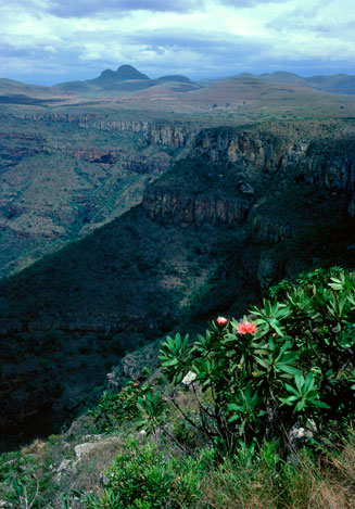 Protea rubropilosa (Transvaal sugarbush)