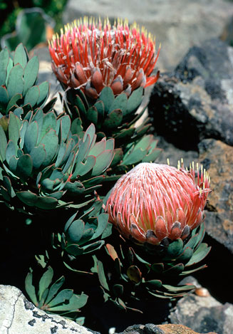 Protea rupicola (Krantz sugarbush)