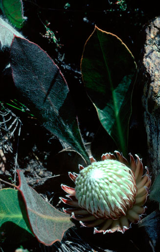 Protea scolopendrifolia (Harts-tongue-fern sugarbush)