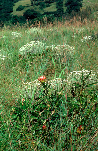 Protea scorzonerifolia (Channel-leaf sugarbush)