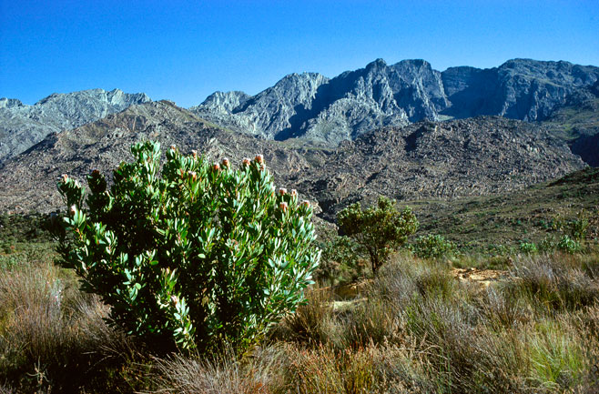 Protea laurifolia (Grey-leaf sugarbush)