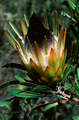 Protea longifolia (Long-leaf sugarbush)