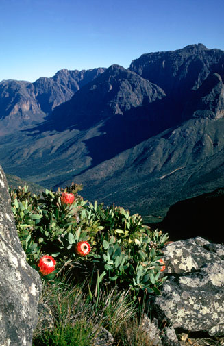 Protea magnifica (Queen protea)