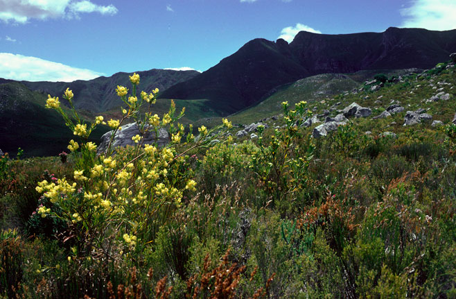 Aulax umbellata