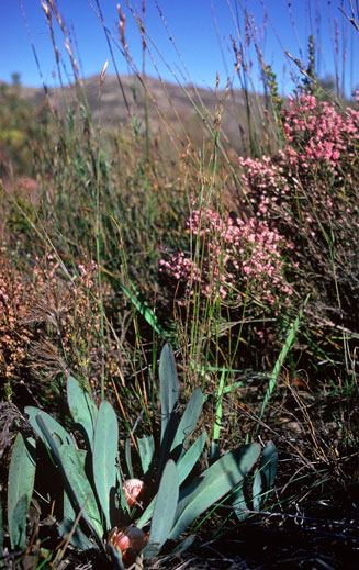 Protea vogtsiae (Kouga sugarbush)