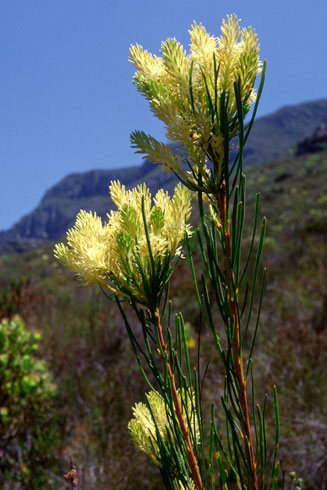 Aulax pallasia