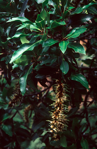 Faurea macnaughtonii (Terblanz)