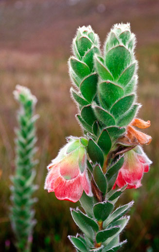 Orothamnus zeyheri (Marsh rose)