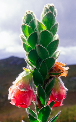 Orothamnus zeyheri (Marsh rose)