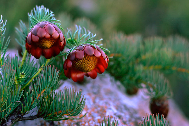 Protea witzenbergiana (Swan sugarbush)