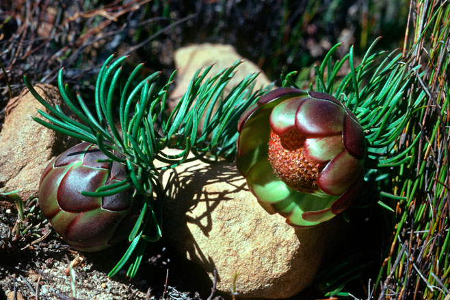 Protea witzenbergiana (Swan sugarbush)