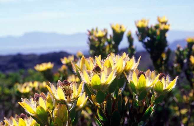 Leucadendron nervosum