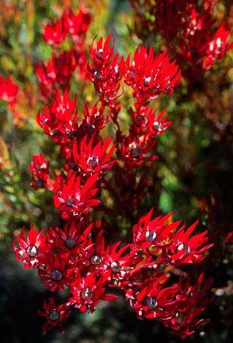 Leucadendron salignum