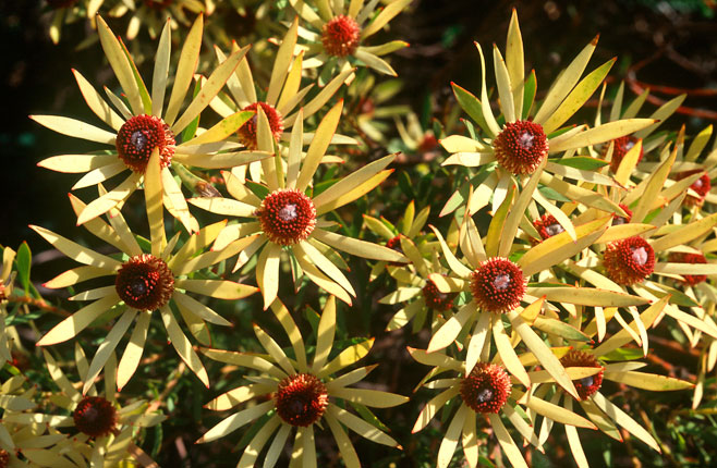 Leucadendron salignum