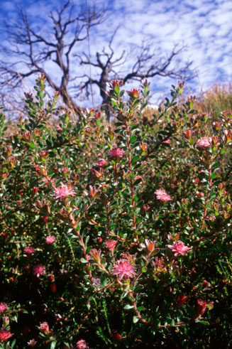 Diastella divaricata