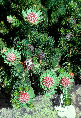 Leucadendron dregei