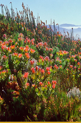 Leucadendron galpinii