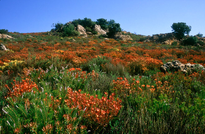 Leucadendron glaberrimum