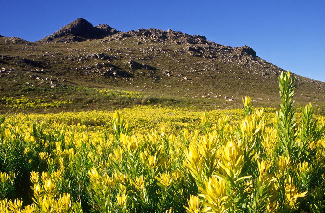 Leucadendron microcephalum