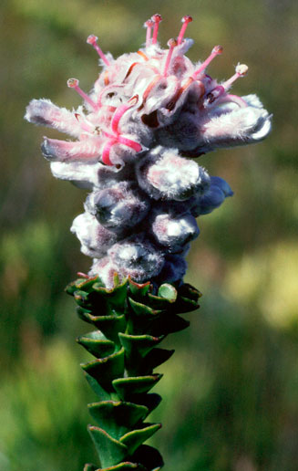 Paranomus adiantifolius (Hairy-style sceptre)