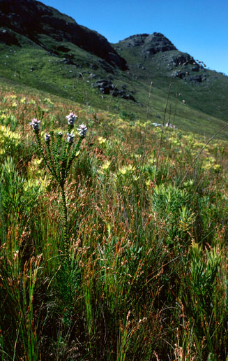 Paranomus adiantifolius (Hairy-style sceptre)