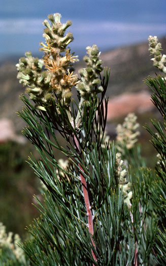 Paranomus candicans (Powder sceptre)