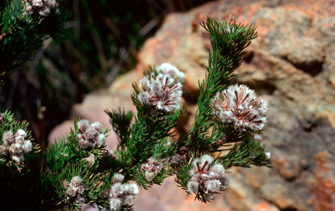 Paranomus capitatus (Fine-leaf sceptre)