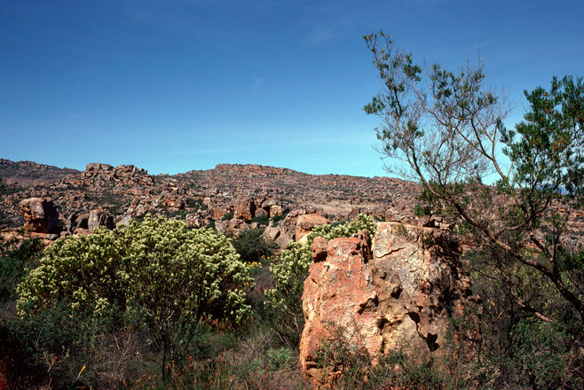 Leucadendron procerum