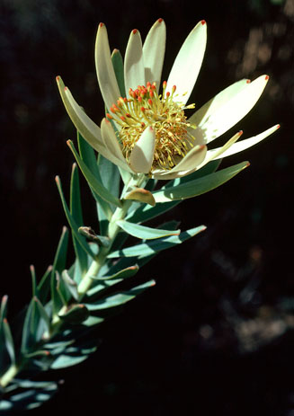 Leucadendron procerum