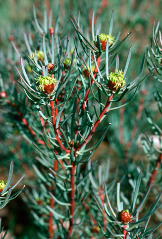 Leucadendron meyerianum