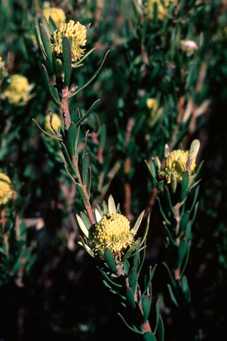 Leucadendron modestum