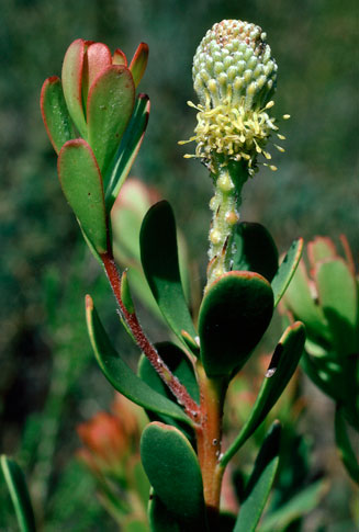 Leucadendron muirii
